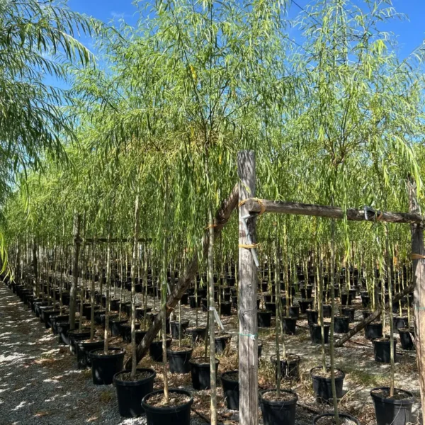 Salix babylonica (Vrba žalujka)