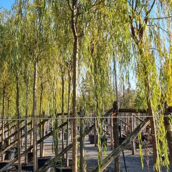 Salix babylonica (Vrba žalujka)