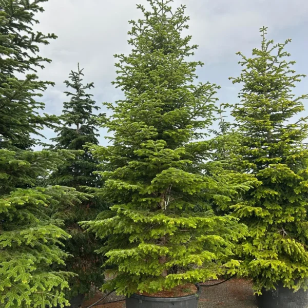 Abies nordmanniana (Kavkaška jelka)