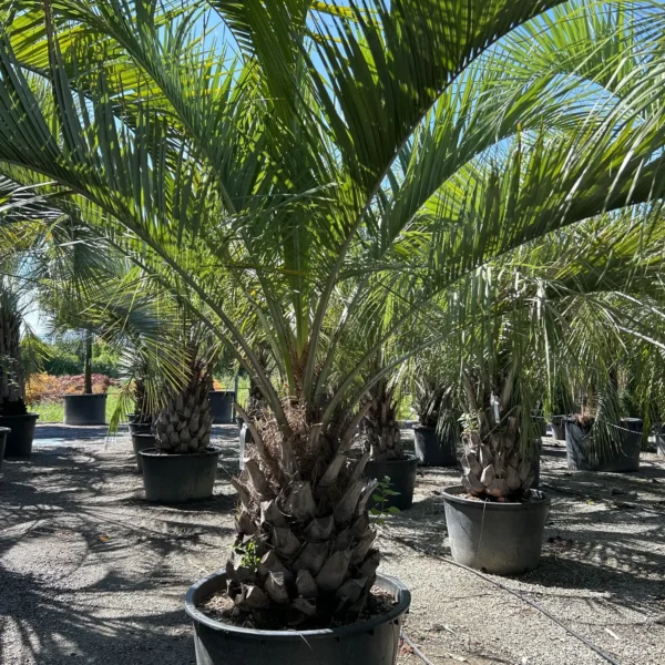 Butia capitata (Cocos australis)
