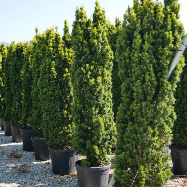 Taxus baccata 'Fastigiata Aurea' (Stebrasta tisa)