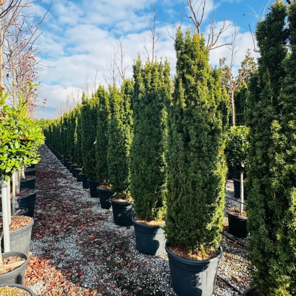 Taxus baccata 'Fastigiata Aurea' (Stebrasta tisa)