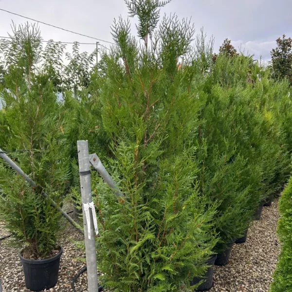 Thuja plicata 'Atrovirens' (Veliki klek)