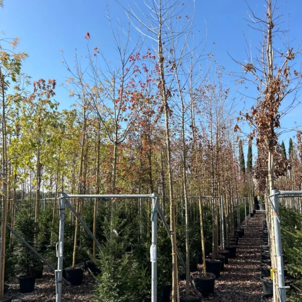 Acer buergerianum (Trizobi javor)