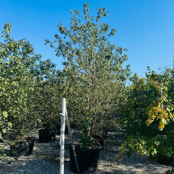 Acer campestre (Poljski javor, maklen)