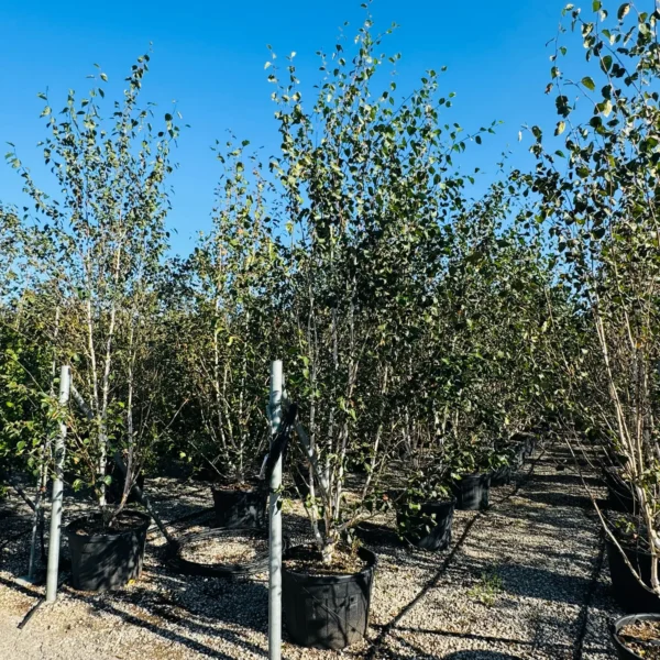 Betula utilis 'Jacquemontii' (Himalajska breza)