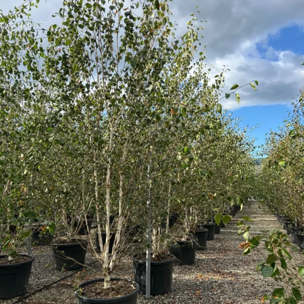 Betula utilis 'Jacquemontii' (Himalajska breza)