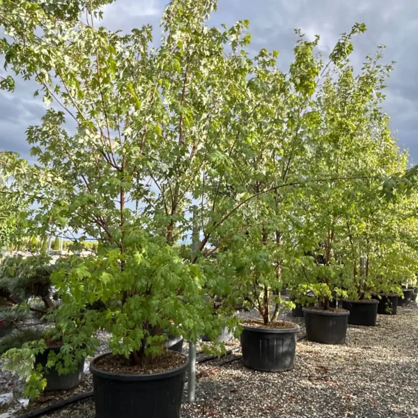 Acer saccharinum (Srebrni javor)