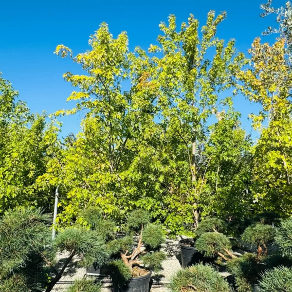 Acer saccharinum (Srebrni javor)