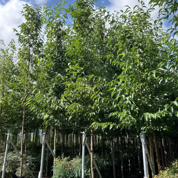 Alnus x spaethii (Jelša)