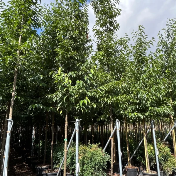 Alnus x spaethii (Jelša)