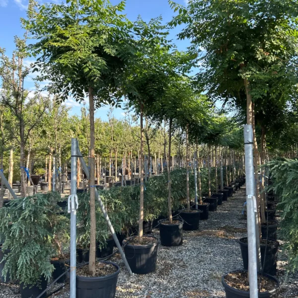 Koelreuteria paniculata (Latnati mehurnik)