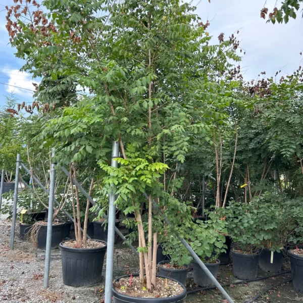 Koelreuteria paniculata (Latnati mehurnik)