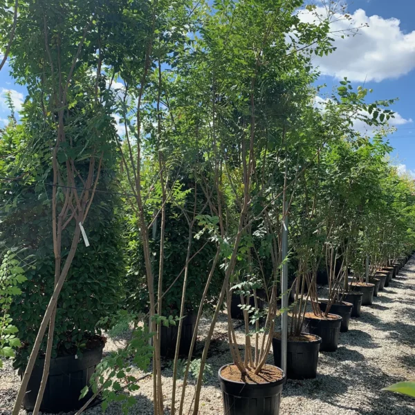 Koelreuteria paniculata (Latnati mehurnik)