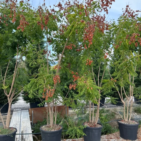 Koelreuteria paniculata (Latnati mehurnik)