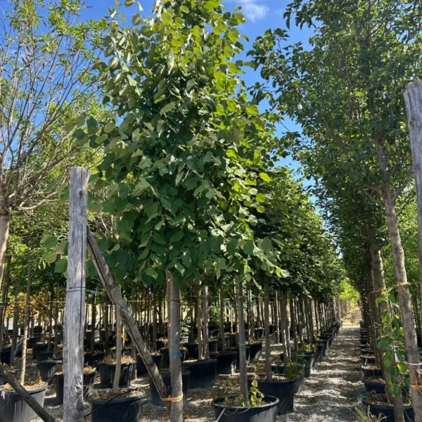 Tilia tomentosa 'Brabant' (Srebrna lipa)