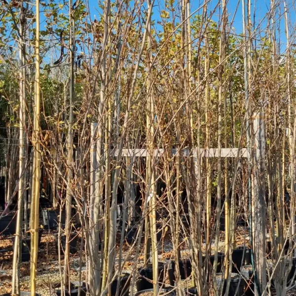 Magnolia kobus `Isis` (Japonska ali kobuši magnolija)