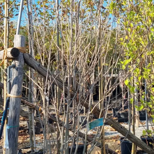 Magnolia kobus `Isis` (Japonska ali kobuši magnolija)