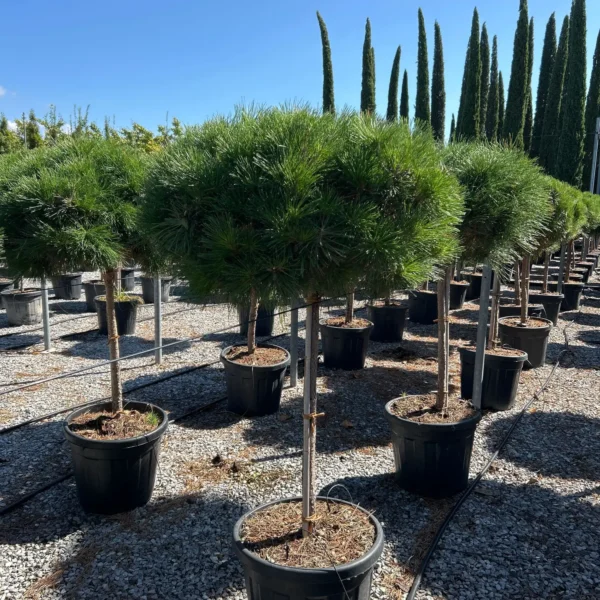 Pinus nigra 'Brepo' (Rušje na steblu)