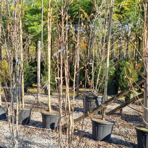 Magnolia kobus `Isis` (Japonska ali kobuši magnolija)