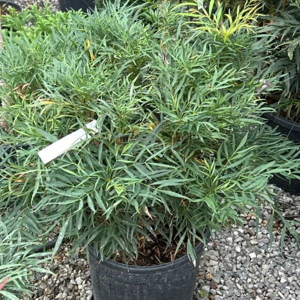 Mahonia Eurybracteata 'Soft Caress' (Mahonija 'Soft Caress')