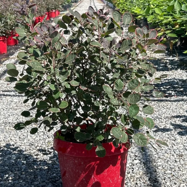 Cotinus coggygria 'Lilla' (Rdečelistni ruj)