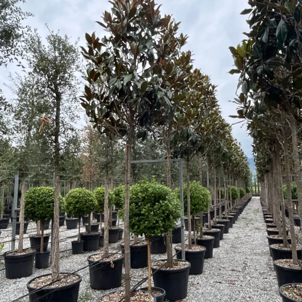 Magnolia grandiflora ‘Galissonniensis’ – EXTRA | limited availability (Velecvetna magnolija)