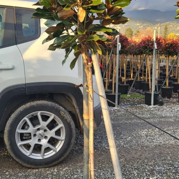 Magnolia grandiflora 'Little Gem' (Velikocvetna zimzelena magnolija na steblu)