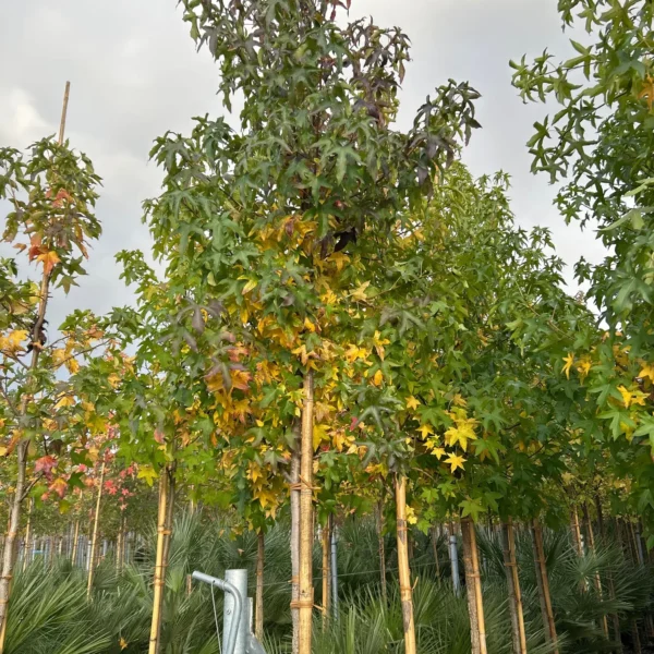 Liquidambar styraciflua (Ameriški ambrovec)