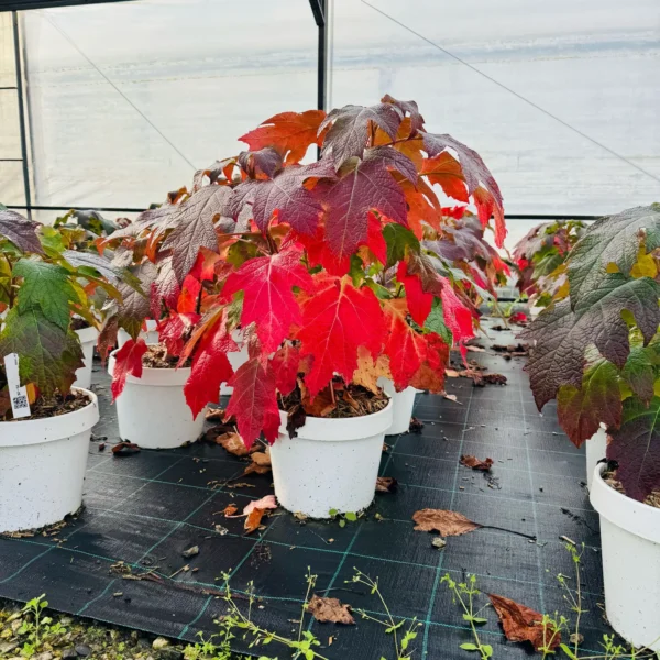 Hydrangea quercifolia (Hrastovolistna hortenzija)