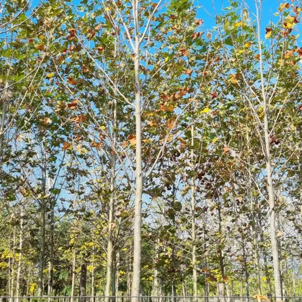 Liriodendron tulipifera (Tulipanovec)