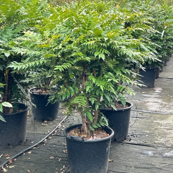 Mahonia Media 'Charity' (Mahonija 'Charity')