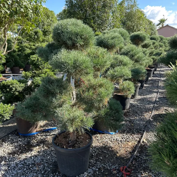 Pinus sylvestris Glauca