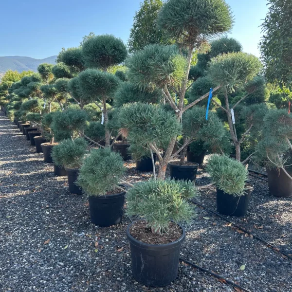 Pinus sylvestris Glauca
