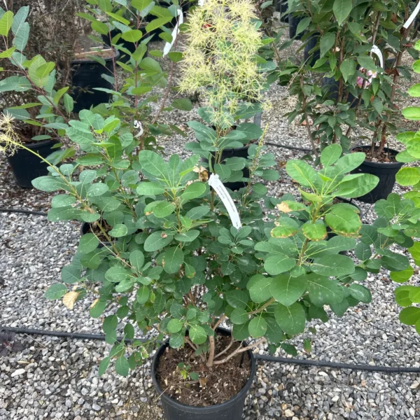 Cotinus coggygria 'Young Lady' (Navadni ruj)
