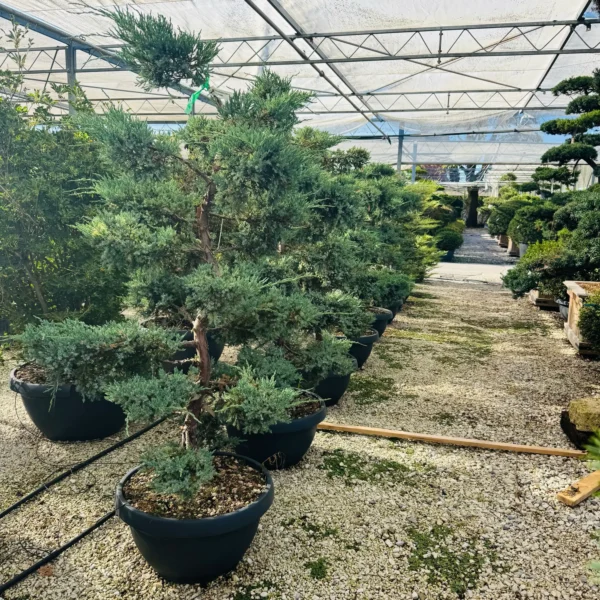 Juniperus squamata `Blue Carpet` (Pokrovni brin)