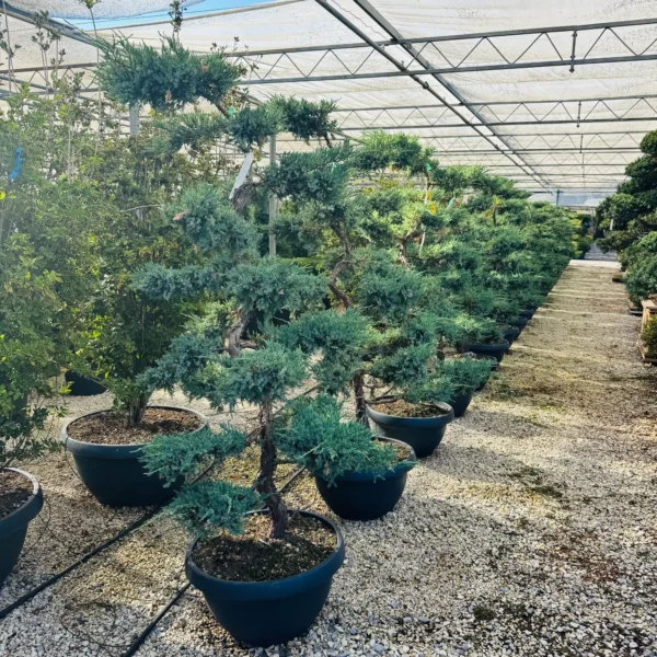 Juniperus squamata `Blue Carpet` (Pokrovni brin)