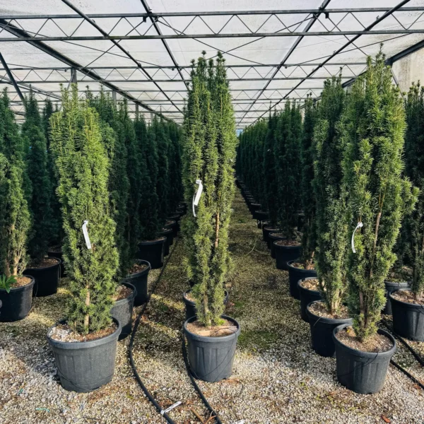 Taxus baccata 'Fastigiata Robusta' (Stebrasta tisa)