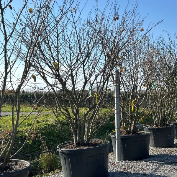 Cercis siliquastrum (Judeževo drevo/Nav.jadikovec)