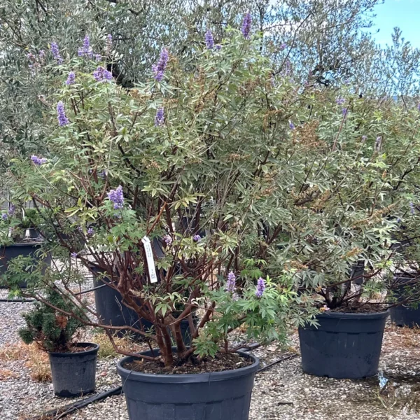 Vitex agnus-castus (Navadna konopljika)