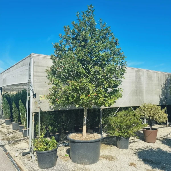 Nyssa Sylvatica (Črni Tupelo)