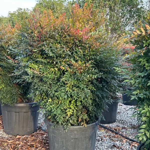 Nandina domestica 'Gulf Stream' (Nandina/Nebeški bambus)