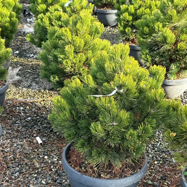 Pinus leucodermis 'Compact Gem' (Munika)