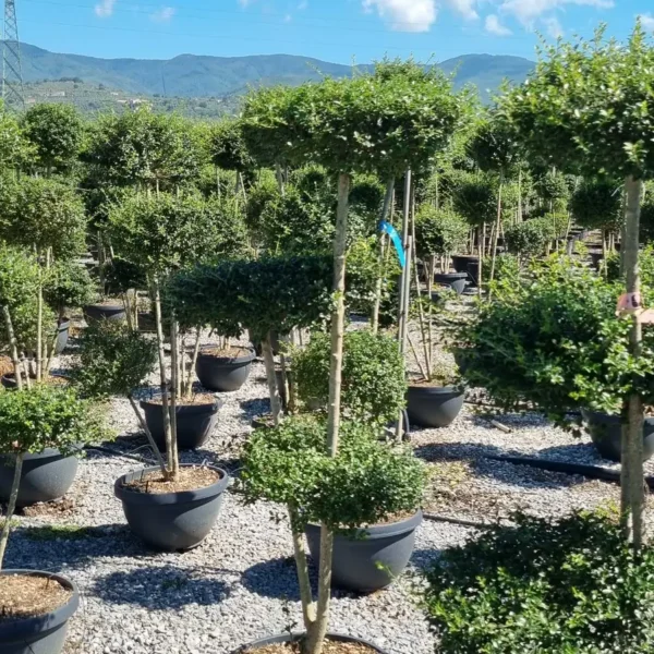 Ligustrum delavayanum (Kitajski liguster na stebru)