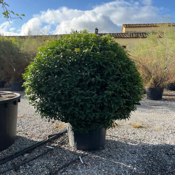 Prunus lusitanica `Angustifolia` (Portugalski lovorikovec)