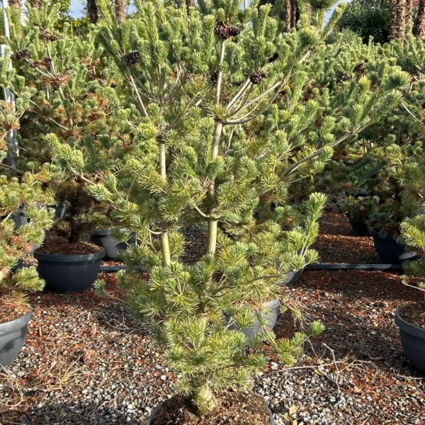 Pinus parviflora Negishi