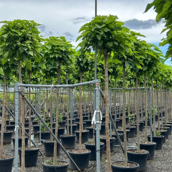 Catalpa bignonioides 'Nana' (Kroglasti cigarar)