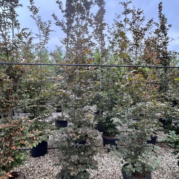 Fagus sylvatica ‘Atropurpurea’ – rdečelistna bukev