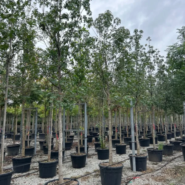 Liquidambar styraciflua 'Worplesdon' (Ambrovec)