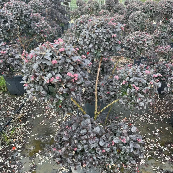 Loropetalum chinense 'Black Pearl' (Loropetalum na steblu)